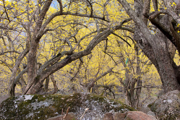 산수유 꽃이 피는 마을