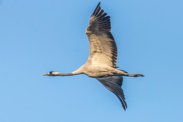 Obraz premium Kranich im flug