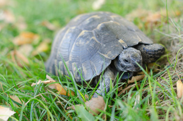 Spur-thighed Tortoise