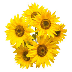 Fototapeta premium Beautiful bouquet of sunflower flowers isolated on white background. Agriculture, oil, seeds. Fashionable and creative composition. Flat lay, top view