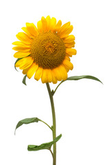 Flower of sunflower isolated on white background. Seeds and oil. Flat lay, top view