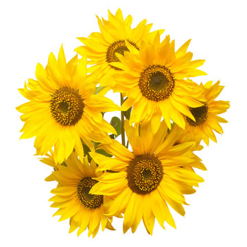 Beautiful bouquet of sunflower flowers isolated on white background. Agriculture, oil, seeds. Fashionable and creative composition. Flat lay, top view