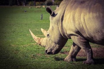 Fototapeta premium Rhino 1