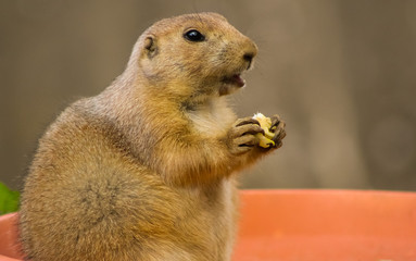 prairie dog