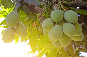 Close up of mangoes on a mango tree.