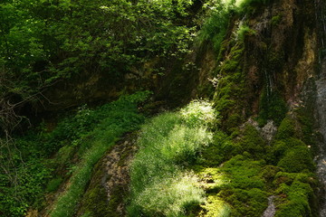 Obraz premium Natura