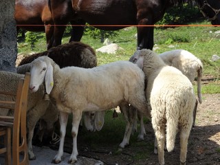 animali pecora fattoria lana bianca 