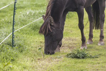 Dark Horse in the field eats grass 