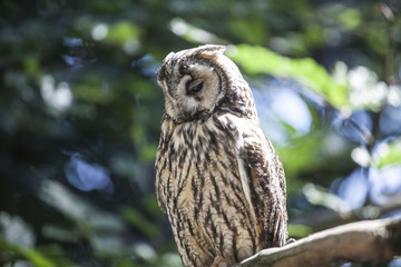 Owl on the green background