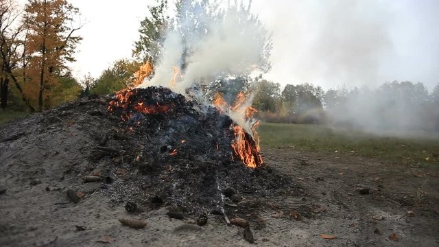 a bonfire in a clearing in the forest