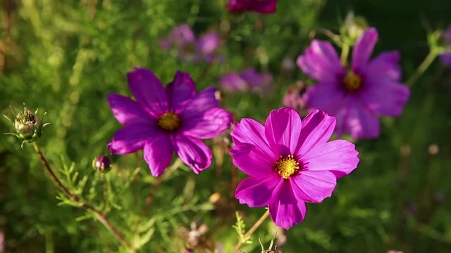 Pink Aster (Daisy) flowers in a garden
