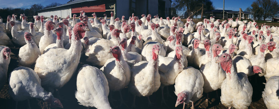 Turkey Farm Panorama