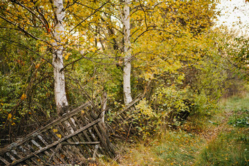 old wooden broken fence in an abandoned village between two birches. countryside autumn landscape.