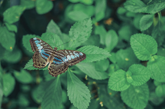 Blue butterfly with open wings against green plants