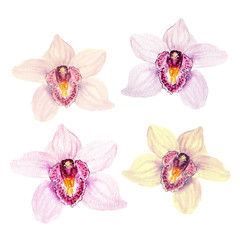 Botanical watercolor illustration sketch of color tropical orchid flower on white background