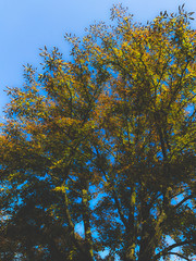 autumn trees