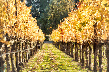 Fototapeta na wymiar Looking down a row of vines in colorful Autumn 