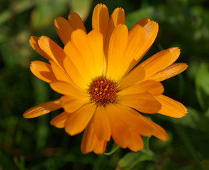 Calendula officinalis