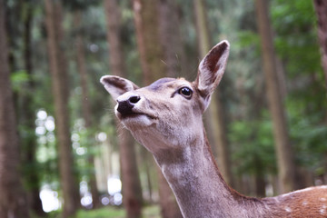 Reh im Wald Kopf Portrait Hirschkuh