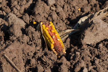 forgotten corncob after harvest