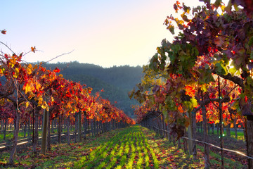 The colorful Autumn colors in a vineyard