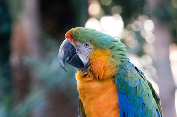 Orange Parrot