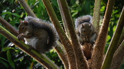 San Fran Squirrels