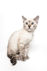 gattino bengala bianco