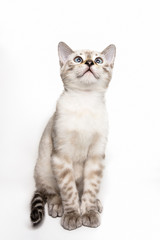 gattino bengala bianco