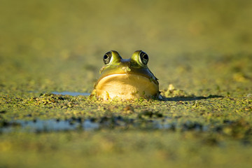 You looking at Me?