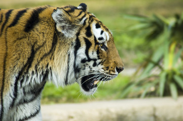 Siberian tiger's profile