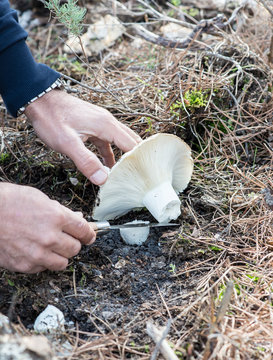 Cutting a mushrooms in the forest with a razor