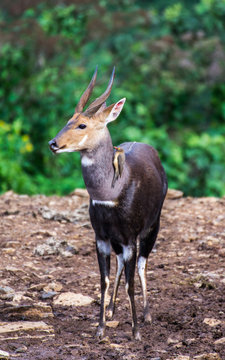 Bushbuck