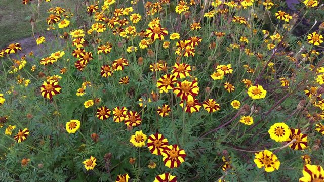 Tagetes Studentenblume