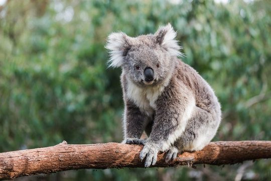 Koala in a Park, Australia.