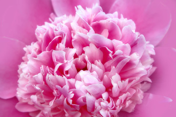 Natural background with pink peony flower c