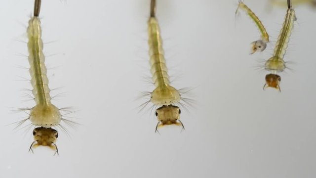 MOSQUITO LARVAE IN EXTREME CLOSE UP.