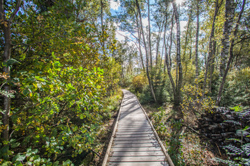 Holzweg im Schwenninger Moos im Herbst