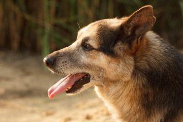 Dog face close up.