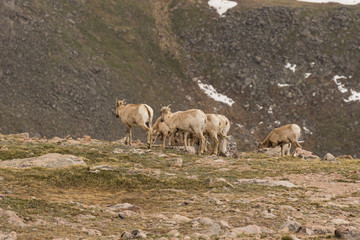 Rocky Mountain Bighorn Sheep Ewes