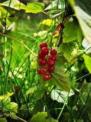 Red currant