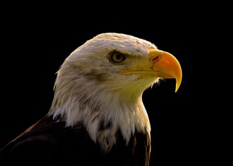 Bald eagle