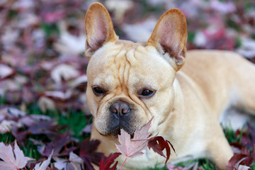 Fototapeta premium French Bulldog in Foliage in Northern California. Frenchie holding onto a maple leaf.