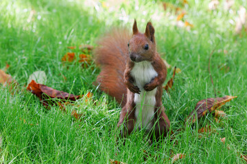 squirrel in grass in park in autumn