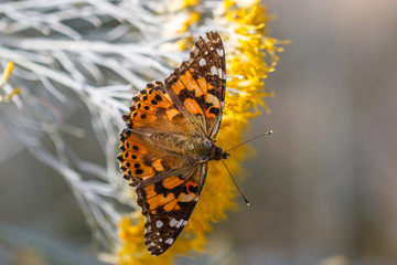 Painted Lady 2