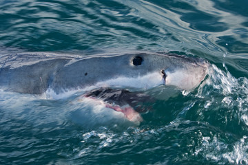 Great white shark, Carcharodon carcharias © prochym