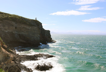 Fototapeta na wymiar Otago Peninsula Albatross 