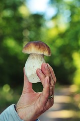 Hand Holding Cep Mushroom Stock Photo
Steinpilz