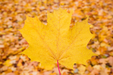 Autumn maple leaf on yellow background