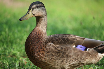 Duck